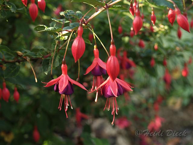 Fuchsia Mrs Poppel.jpg